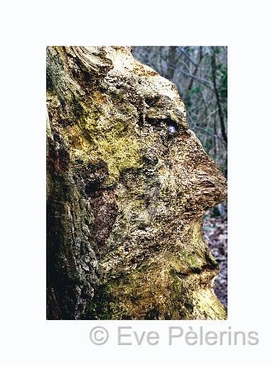 Portrait d'arbre.jpg